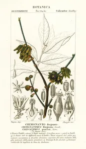 Japanese Allspice Print, Chimonanthus praecox 1837