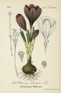 Historical Flower Illustrations Prints: Crocus of Naples or Crocus Spring or Spring - Spring crocus