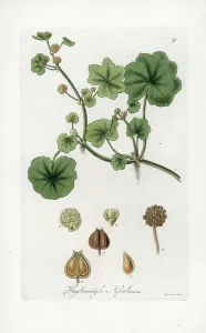 Botanical Illustration History Prints: Java Umbel - Lithograph by J. Swan