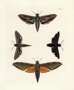Exotic Entomology Illustrations Prints: Vine sphinx moth, Eummorpha vitis 1