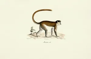 Framed Print : Blue Monkey Print, 1824 Hand-Coloured Lithograph Framed Print : Blue Monkey Print, 1824 Hand-Coloured Lithograph