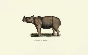 Prints of PRX11971911 Sumatran Rhinoceros, 1824 (hand-coloured litho) by Werner Mammal Prints: Sumatran Rhinoceros, 1824 (Hand-Coloured Litho Print)