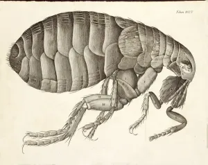 Insect Anatomy Prints: Cross-section of a Flea from Micrographia, pub. 1665 (engraving)