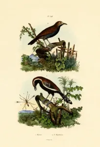 Antbirds, 1833-39 Coloured Engraving Print