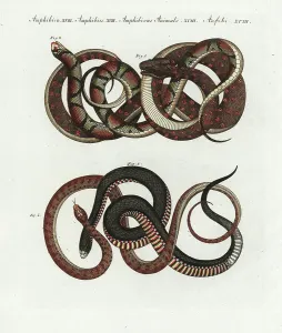 European Reptiles Prints: Carpet python (python tapis), Morelia spilota 1