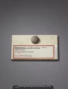 Discoides subuculus (Echinodermes), Natural History Museum of Marseille