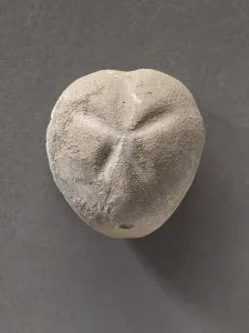Zoology Images Prints: Epiaster distinctus (Echinodermes), Natural History Museum of Marseille
