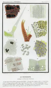 Historical Food And Drink Images Prints: Vegetable objects viewed under the microscope. 1874