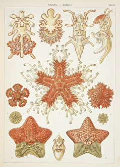 Marine Life Illustration Prints: Asteridea. Starfish