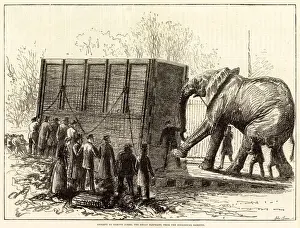 Attempt to remove Jumbo, the great elephant, from the Zoological Gardens (engraving) Attempt to remove Jumbo, the great elephant, from the Zoological Gardens (engraving)