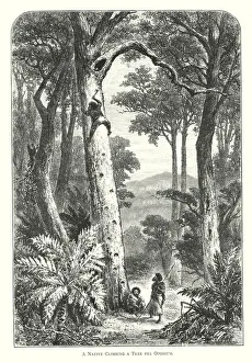 Australia: A Native Climbing a Tree for Opossum (engraving) Australia: A Native Climbing a Tree for Opossum (engraving)
