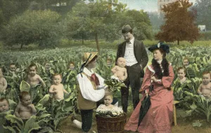Babies growing in a cabbage field (colour photo) Babies growing in a cabbage field (colour photo)