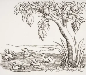 Barnacle Geese, after a woodcut in Cosmographie Universelle, 1552 Barnacle Geese, after a woodcut in Cosmographie Universelle, 1552