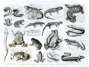 Batrachians and other Amphibia (litho) (b/w photo) Batrachians and other Amphibia (litho) (b/w photo)