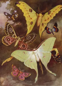 Beautiful Butterflies: Various moths, with the most wonderful moth in the world, from Madagascar (colour litho) Beautiful Butterflies: Various moths, with the most wonderful moth in the world, from Madagascar (colour litho)