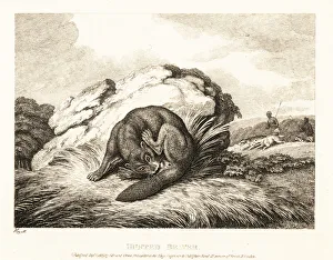 A beaver biting off its own tail to escape from hunters. 1811 (etching) A beaver biting off its own tail to escape from hunters. 1811 (etching)