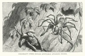 Bird-killing Spider, Mygale avicularia, attacking finches (engraving) Bird-killing Spider, Mygale avicularia, attacking finches (engraving)
