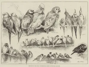 Bird-Show of the London Ornithological Society at the Royal Aquarium (engraving) Bird-Show of the London Ornithological Society at the Royal Aquarium (engraving)
