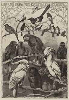 Birds from the Crystal Palace Show (engraving) Birds from the Crystal Palace Show (engraving)