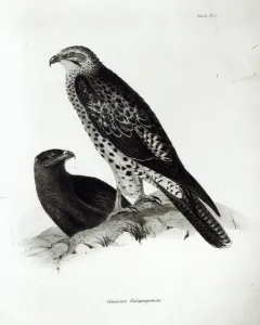 Birds of Prey, plate 2 from The Zoology of the Voyage of H Birds of Prey, plate 2 from The Zoology of the Voyage of H