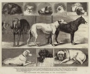 The Birmingham Dog Show, Some of the Prize-Winners (engraving) The Birmingham Dog Show, Some of the Prize-Winners (engraving)