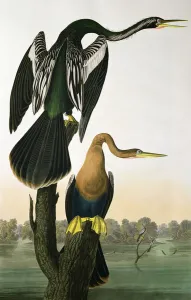 Black-Billed Darter, from Birds of America, engraved by Robert Havell Black-Billed Darter, from Birds of America, engraved by Robert Havell