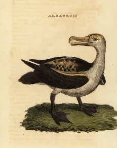 Black-browed albatross, Thalassarche melanophris Black-browed albatross, Thalassarche melanophris