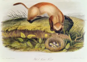 Black-footed Ferret from Quadrupeds of North America (1842-5) Black-footed Ferret from Quadrupeds of North America (1842-5)