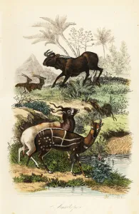 Black wildebeest, Connochaetes gnou, critically endangered addax or screwhorn antelope, Addax nasomaculatus Black wildebeest, Connochaetes gnou, critically endangered addax or screwhorn antelope, Addax nasomaculatus