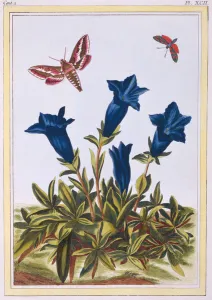 Blue Gentian (Trumpet Flower), c.1776 (hand-coloured engraving) Blue Gentian (Trumpet Flower), c.1776 (hand-coloured engraving)