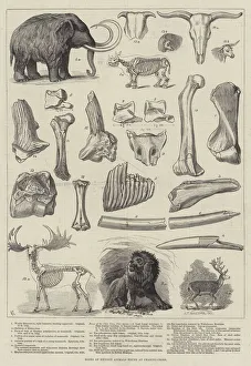 Bones of Extinct Animals found at Charing-Cross (engraving) Bones of Extinct Animals found at Charing-Cross (engraving)