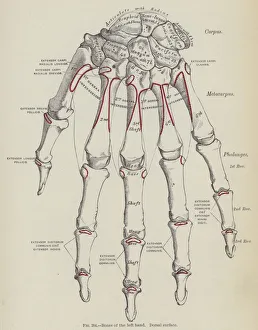 Bones of the left hand, Dorsal surface (engraving) Bones of the left hand, Dorsal surface (engraving)