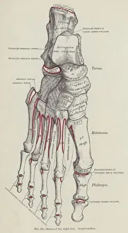 Bones of the right foot, Dorsal surface (engraving) Bones of the right foot, Dorsal surface (engraving)