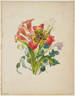 Bouquet of Trumpet Vine, from Flora's Dictionary, 1838 (colour litho) Bouquet of Trumpet Vine, from Flora's Dictionary, 1838 (colour litho)
