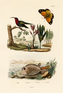 Boxfish, 1833-39 (coloured engraving) Boxfish, 1833-39 (coloured engraving)