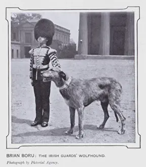 Brian Boru, the Irish Guards Wolfhound (b/w photo) Brian Boru, the Irish Guards Wolfhound (b/w photo)