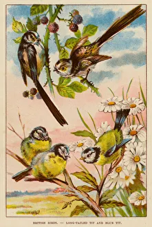 British Birds, Long-Tailed Tit and Blue Tit (colour litho) British Birds, Long-Tailed Tit and Blue Tit (colour litho)