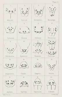 British spiders: Figures illustrating the number and position of the eyes in different genera (colour litho) British spiders: Figures illustrating the number and position of the eyes in different genera (colour litho)