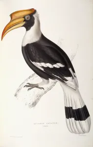 Buceros Cavatus (Concave Hornbill), 1831-1832 (hand-coloured lithograph) Buceros Cavatus (Concave Hornbill), 1831-1832 (hand-coloured lithograph)