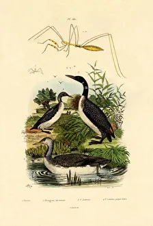 Bug, 1833-39 (coloured engraving) Bug, 1833-39 (coloured engraving)