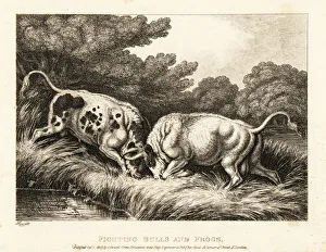 Two bulls locking horns near a pond full of frogs. 1811 (etching) Two bulls locking horns near a pond full of frogs. 1811 (etching)