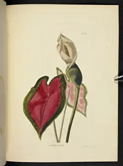 Rare Plant Species Prints: Caladium bicolor