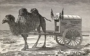 A camel pulling a carriage across the Gobi Desert, Asia A camel pulling a carriage across the Gobi Desert, Asia
