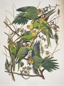 Carolina Parakeet, from Birds of America, 1829 (coloured engraving) Carolina Parakeet, from Birds of America, 1829 (coloured engraving)