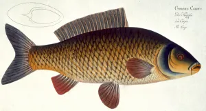 Carp (Cyprinus Carpio) plate XVI from Ichthyologie Carp (Cyprinus Carpio) plate XVI from Ichthyologie