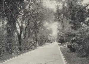 The Central Walk, Municipal Gardens (b/w photo) The Central Walk, Municipal Gardens (b/w photo)