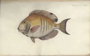 Chaetodon chirurgus, before 1787 (w/c on paper) Chaetodon chirurgus, before 1787 (w/c on paper)