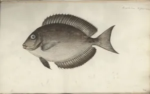 Chaetodon nigricans, before 1787 (w/c on paper) Chaetodon nigricans, before 1787 (w/c on paper)