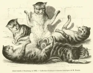 Chats trouves a Strasbourg en 1683 (engraving) Chats trouves a Strasbourg en 1683 (engraving)