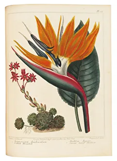Cobweb Houseleek and Canna Leaved Strelitzia, 1806 (hand-coloured engraving) Cobweb Houseleek and Canna Leaved Strelitzia, 1806 (hand-coloured engraving)